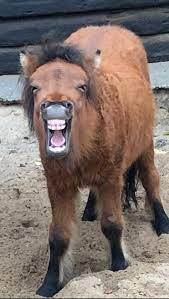 Share a gif and browse these related gif searches. Sarcastic Pony Laugh Blank Template Imgflip