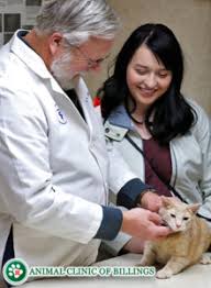 Make sure your vet takes full mouth xrays. Cancer In Cats Animal Clinic Of Billings