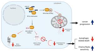 Cancers Free Full Text Ubiquilin Networking In Cancers Html