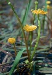 Floristic quality assessment index (FQAI) for vascular plants and mosses  for the State of Ohio