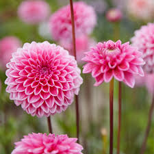 Image result for Dahlia sp. (cultivar)