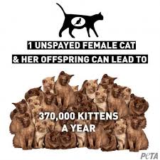 Animal Companion Overpopulation Peta