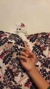 Beyaz British 1250 Lira Asilari Tam Tuvalet Egitimi Vardir 1143 Cats And Kittens British Shorthair Cats