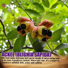 Image result for Blighia