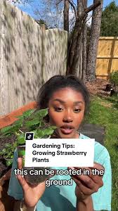 Growing Healthy Strawberry Plants in Raised Garden Beds