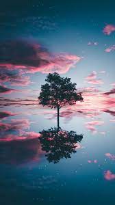 Lonely Free In The Night Wallpaper Iphone Android Background Followme Nature Pictures Nature Photography Nature