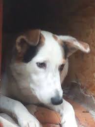 Epingle Sur Chien