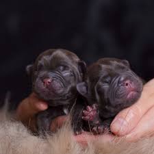 The breed has broad, upright ears. Chocolate French Bulldog Puppy With Changing Eye Color Northwest Frenchies