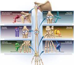 Types Classification Of Body Joints Cartilaginous Synovial Joint Synovial Joint Body Joints Knee Joint Anatomy