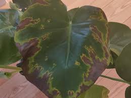 Maybe you would like to learn more about one of these? Monstera Brown Spots With Yellow Halo