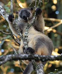 The Animal Effect Animals Animated Animals Animals Wild