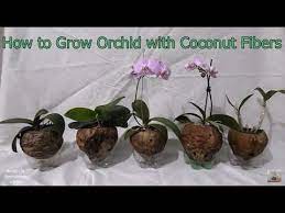 How To Grow Orchid With Coconut Fibers Youtube Growing Orchids Orchids Coconut Fiber