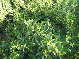 Image result for Acacia longifolia