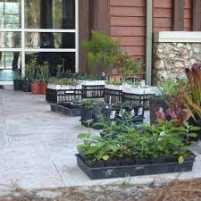 Image result for Microglossa densiflora