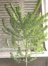 銀葉アカシア ブルーブッシュ すべての商品 Junk Sweet Garden Tef Tef