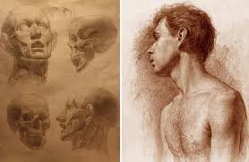 It includes several distinct areas, of which the main features are: Facial Anatomy Anatomy Course For Artists