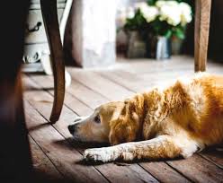 The golden retriever is one of the most popular dogs in america and is a popular breed in many parts of the world. Why Is My Golden Retriever Sad