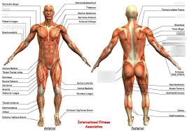 The interactive muscle anatomy diagram shown below outlines the major superficial (i.e. Muscles Of The Body Diagram Quizlet