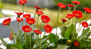 Image result for Gerrardinaceae