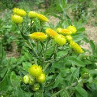 Image result for Helichrysum decorum