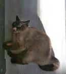 Siamese Cat Breed Profile | Petfinder