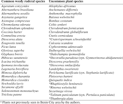 Image result for Eragrostis welwitschii