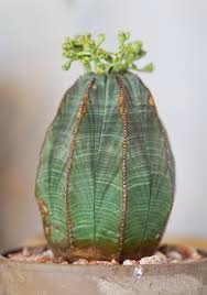 Image result for Euphorbia zambesiana