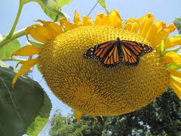Symbolizing loyalty and longevity—just like the sun, sunflower is an excellent choice of flowering plant to be planted in your garden. In The Butterfly Garden Time To Harvest Sunflower Seeds Here S How To Do It Texas Butterfly Ranch