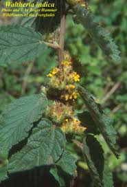 Image result for Waltheria indica