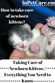 How To Take Care Of Newborn Kittens Newborn Kittens Kitten Care Taking Care Of Kittens