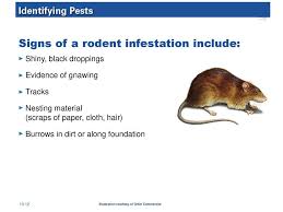 Plants under stress are predisposed to pest infestations. Integrated Pest Management Ppt Download