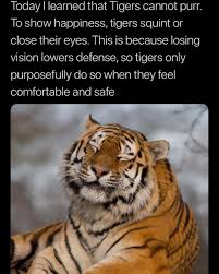 Peter Dimov On Instagram Tiger Cute Animals Animals Funny Animals