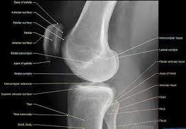 The hip muscles encompass many muscles of the hip and thigh whose main function is to act on at its upper end, it is covered by the medial arcuate ligament as it passes through the diaphragm. Pin On X Ray Ted Anatomy