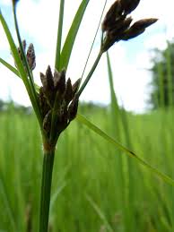 Image result for Fimbristylis ferruginea