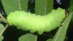 Check spelling or type a new query. Luna Moth Caterpillar What S That Bug