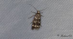 Image result for Chionodes continuellus