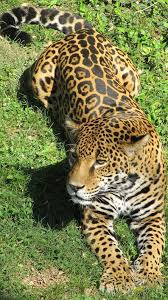 Pin By Suzan H On Bolshie Koshki Pantherinae Jaguar Animal Animals Animals Beautiful