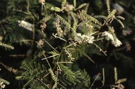 Image result for Acacia ataxacantha