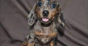 Maybe you would like to learn more about one of these? Miniature Dapple Dachshund Puppies For Sale In Texas