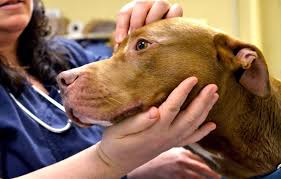 Affordable pet vaccines' headquarters is located in whitehall, pennsylvania, usa 18052. Animal Friends Saving Lives It S What We Do