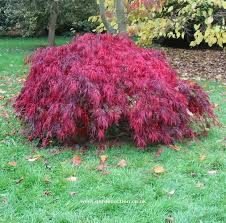Acer Palmatum Dissectum Crimson Queen Japanese Maple Varieties Japanese Maple Tree Landscape Japanese Maple
