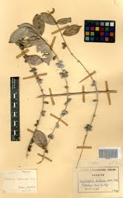 Image result for Cremaspora triflora