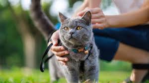 Euthanize a Cat With Kidney Disease ...