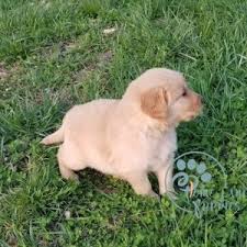 Golden Retriever Dogs For Homes Home Land Puppies