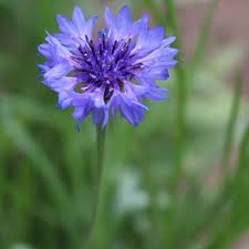 Cornflower Blue Flower Shop Best Flower Wallpaper