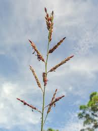 Image result for Eriochloa