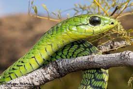 Boomslang Reptiles Reptiles And Amphibians Snake