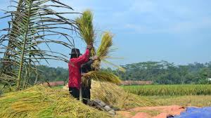 Gambar petani di sawah, contoh gambar petani, gambar petani menanam padi, gambar petani kartun, gambar animasi petani, gambar petani membajak sawah, gambar karikatur petani, gambar petani cantik, gambar petani lucu, telah dipublish. 8 Cara Menanam Padi Yang Baik Dan Menguntungkan Mudah Dan Praktis Hot Liputan6 Com