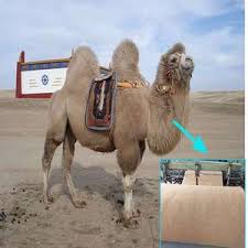 It turns out, mostly in their blood and other places there are already fluids in their body. 50 Real Camel S Hair Wadding Polyester Fiber Wadding For Garment Quilting