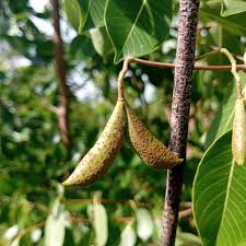 Image result for Diplorhynchus condylocarpon